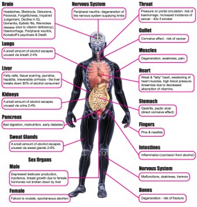 alcohol damages the body