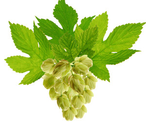 beer, hops and estrogen