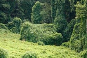 kudzu