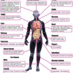 alcohol damages the body - larger image